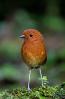 Chami Antpitta
