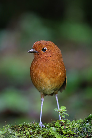 Chami Antpitta