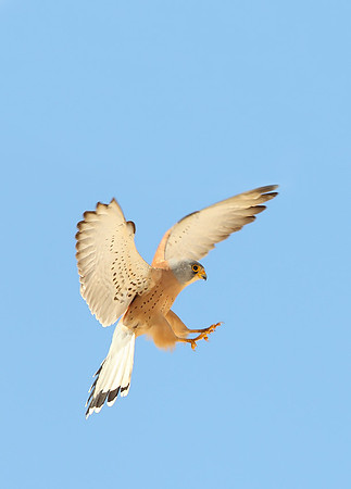 Lesser Kestrel