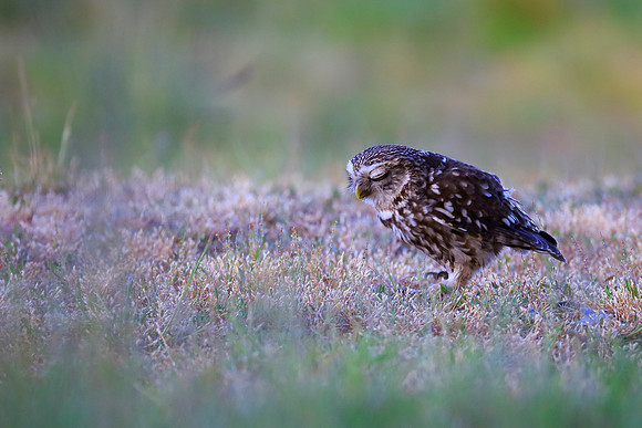 Little Owl
