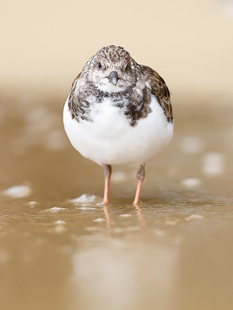 Turnstone