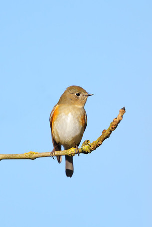 Red-flanked Bluetail