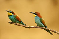 European Bee-eater