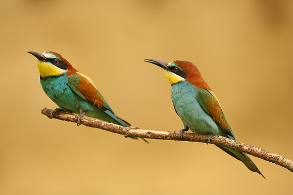 European Bee-eater