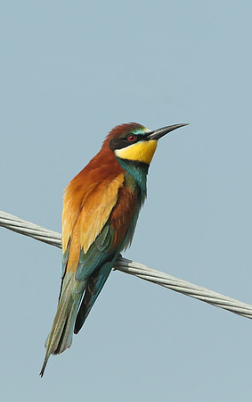 European Bee-eater