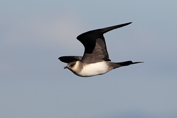 Arctic Skua