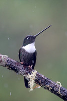 Collared Inca