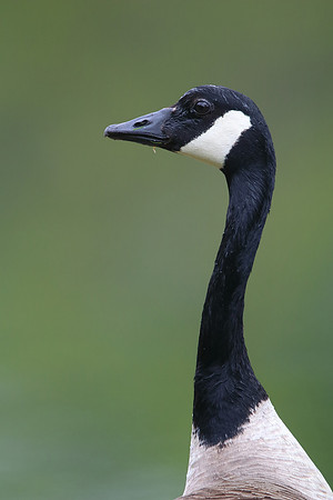 Canada Goose