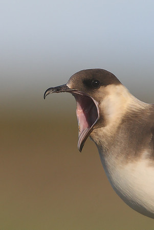 Arctic Skua