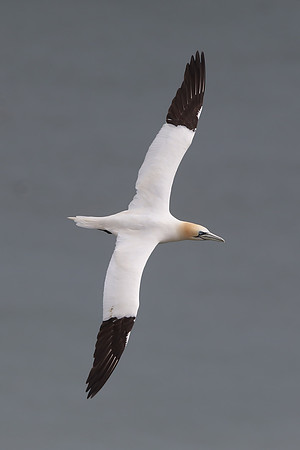 Gannet