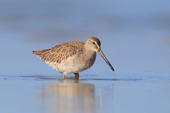 Short-billed Dowitcher