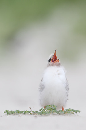 Common Tern