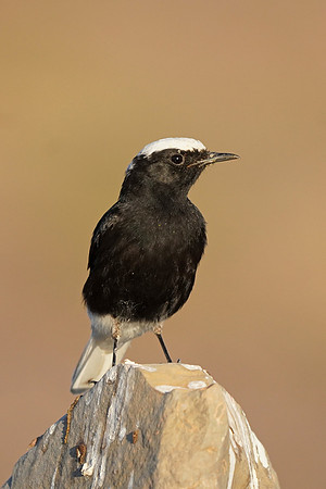 White-crowned Black Wheatear