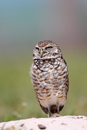 ​Burrowing Owl