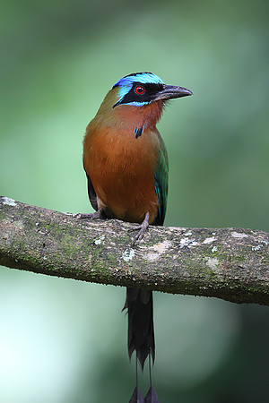 Trinidad Motmot