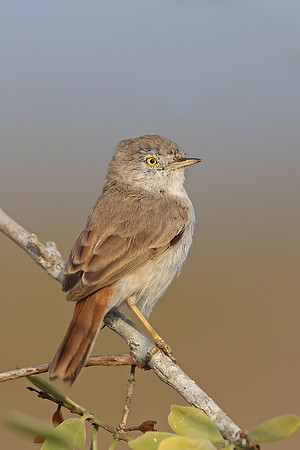 Asian Desert Warbler