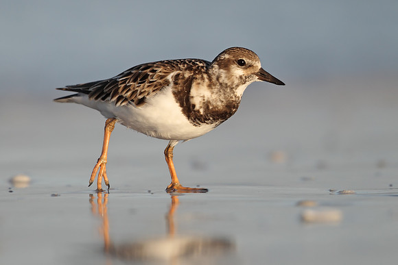 Turnstone