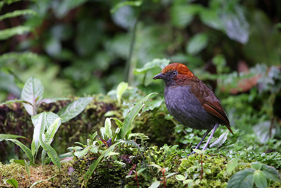 Chestnut-naped Antpitta