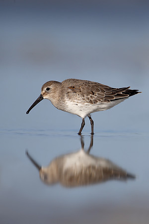 Dunlin