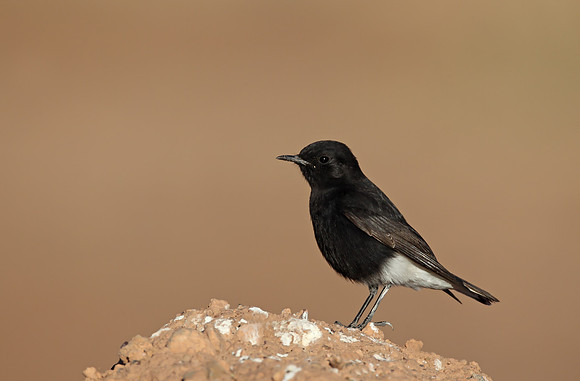 White-crowned Black Wheatear