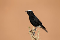White-crowned Wheatear