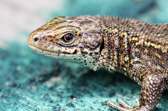 Common Lizard