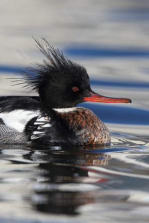 Red-breasted Merganser