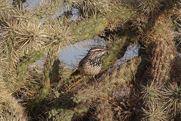 Cactus Wren
