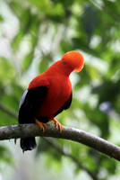 Andean Cock-of-the-Rock