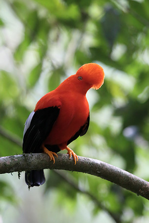 Andean Cock-of-the-Rock
