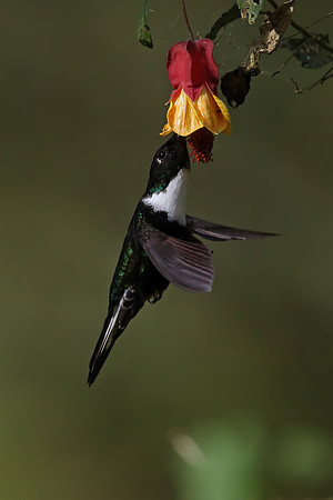 White-throated Daggerbill