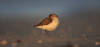 Western Sandpiper