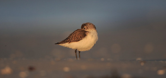 Western Sandpiper