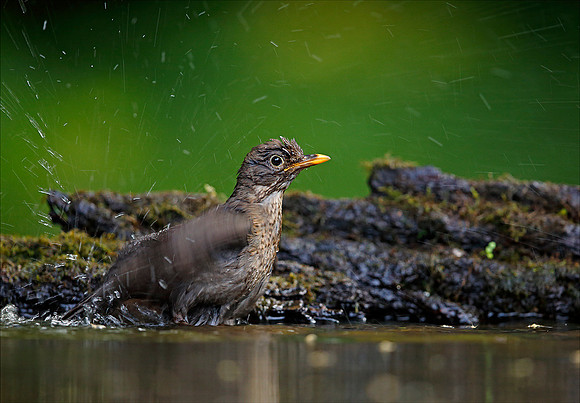 Blackbird