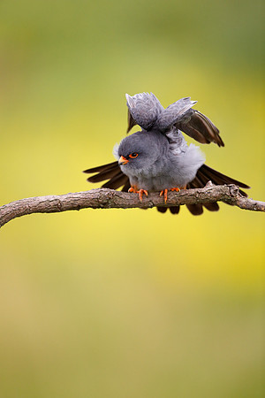 Red-footed Falcon
