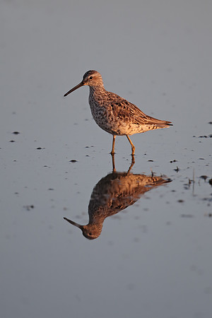 Stilt Sandpiper