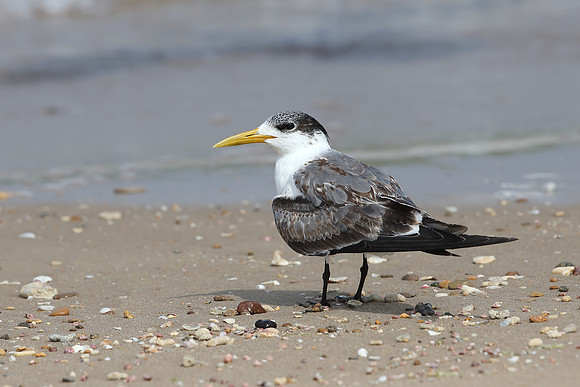 Greater Crester Tern