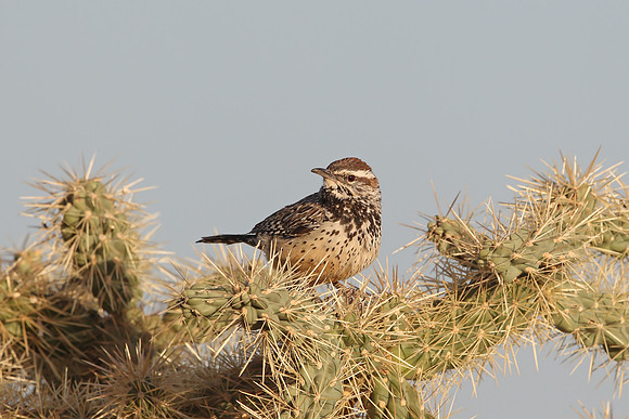 Cactus Wren