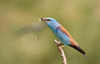 Roller