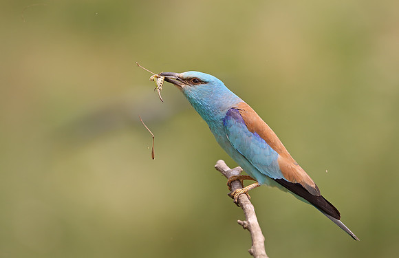 Roller