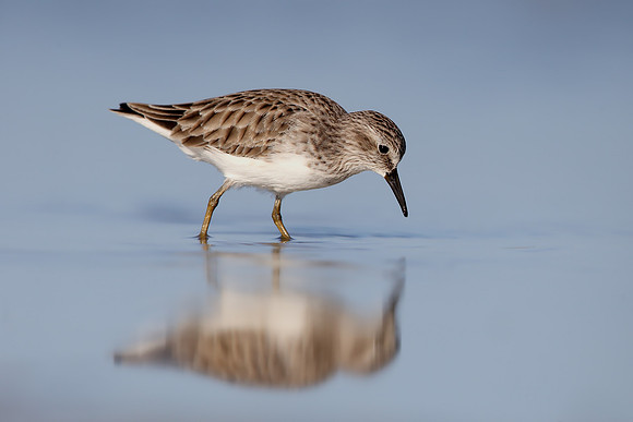 Least Sandpiper