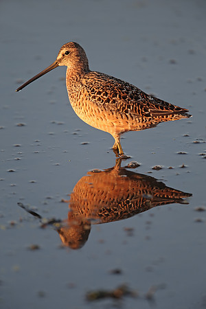 Long-billed Dowitcher