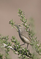 Plain Leaf Warbler
