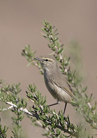 Plain Leaf Warbler