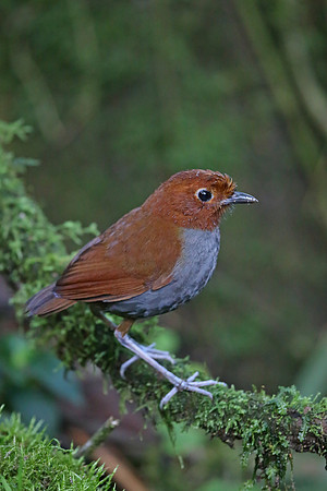Bicoloured Antpitta