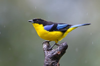 Blue-winged Mountain Tanager