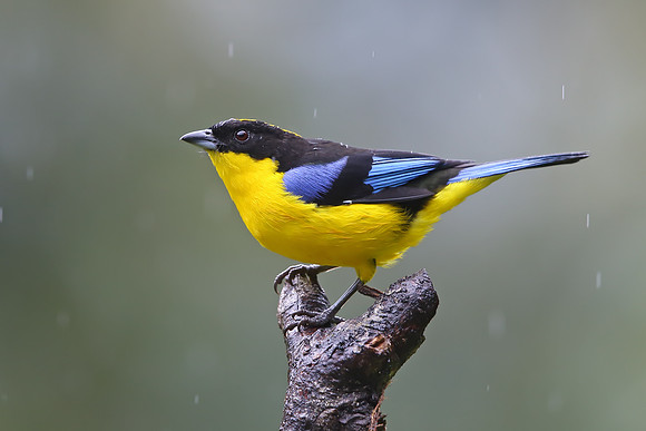 Blue-winged Mountain Tanager