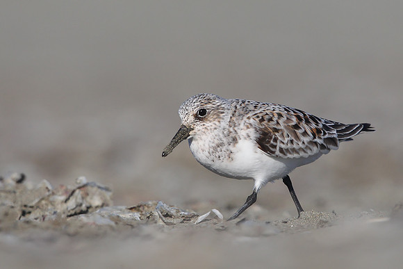 Sanderling
