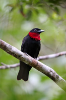 Purple-throated Fruitcrow
