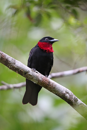 Purple-throated Fruitcrow